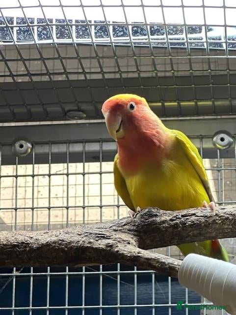 Lovebirds birds Female Lovebird looking for... - Advert 4