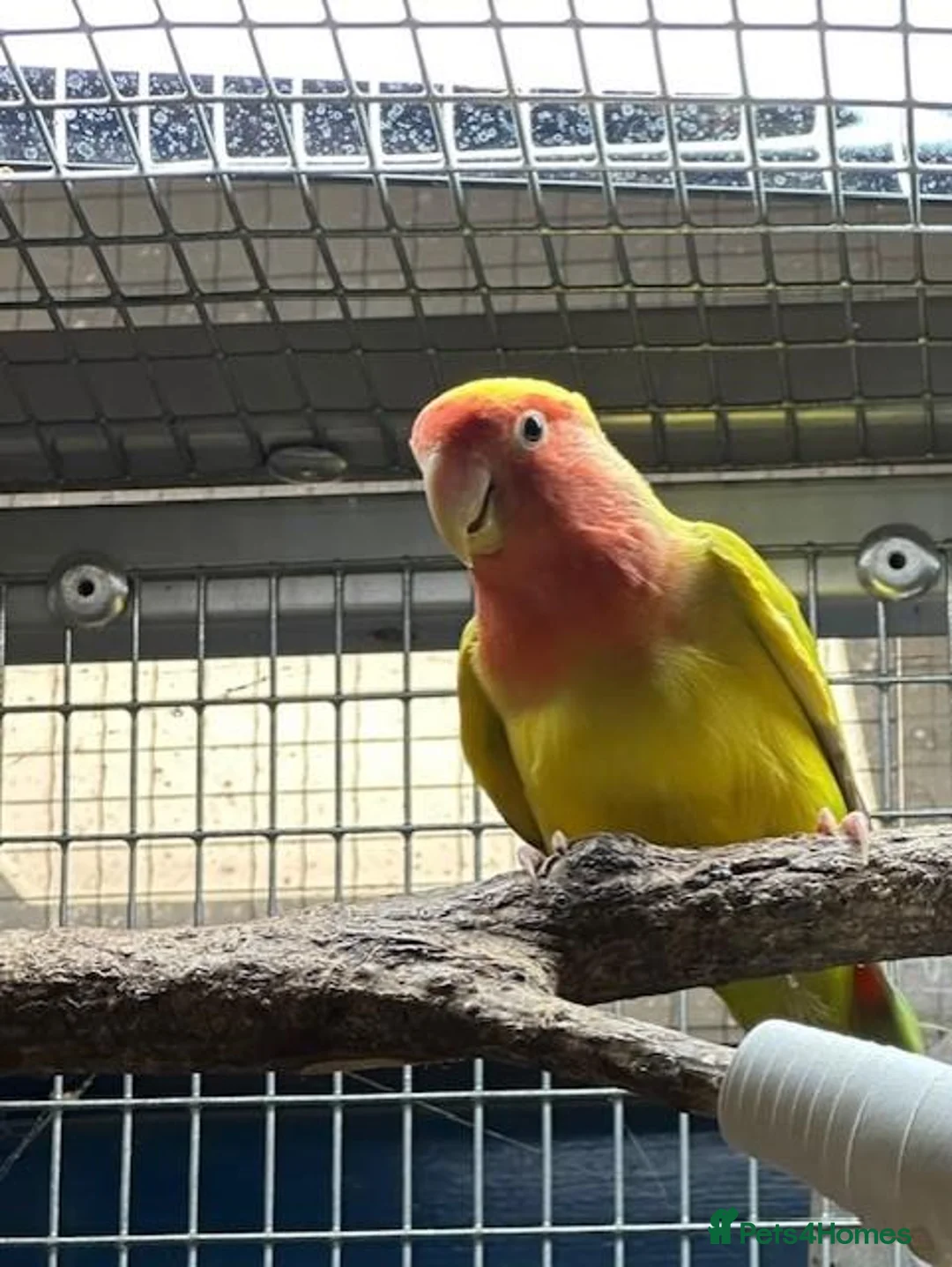 Lovebirds birds for sale: Female Lovebird looking for... in Bristol - Advert 1