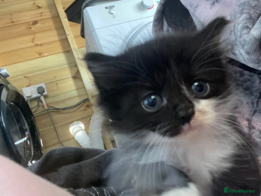 Mixed Breed cats for sale: 4 beautiful boy kittens  - Image 9