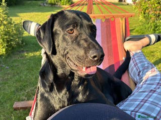 Labrador Retriever dogs Beautiful Labrador Puppies - Advert 15