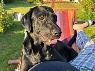 Labrador Retriever dogs Beautiful Labrador Puppies - Advert 10