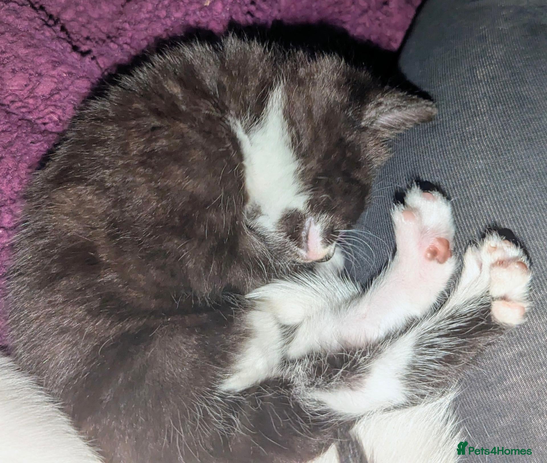 British Shorthair cats Five beautiful kittens looking for forever homes - Advert 15