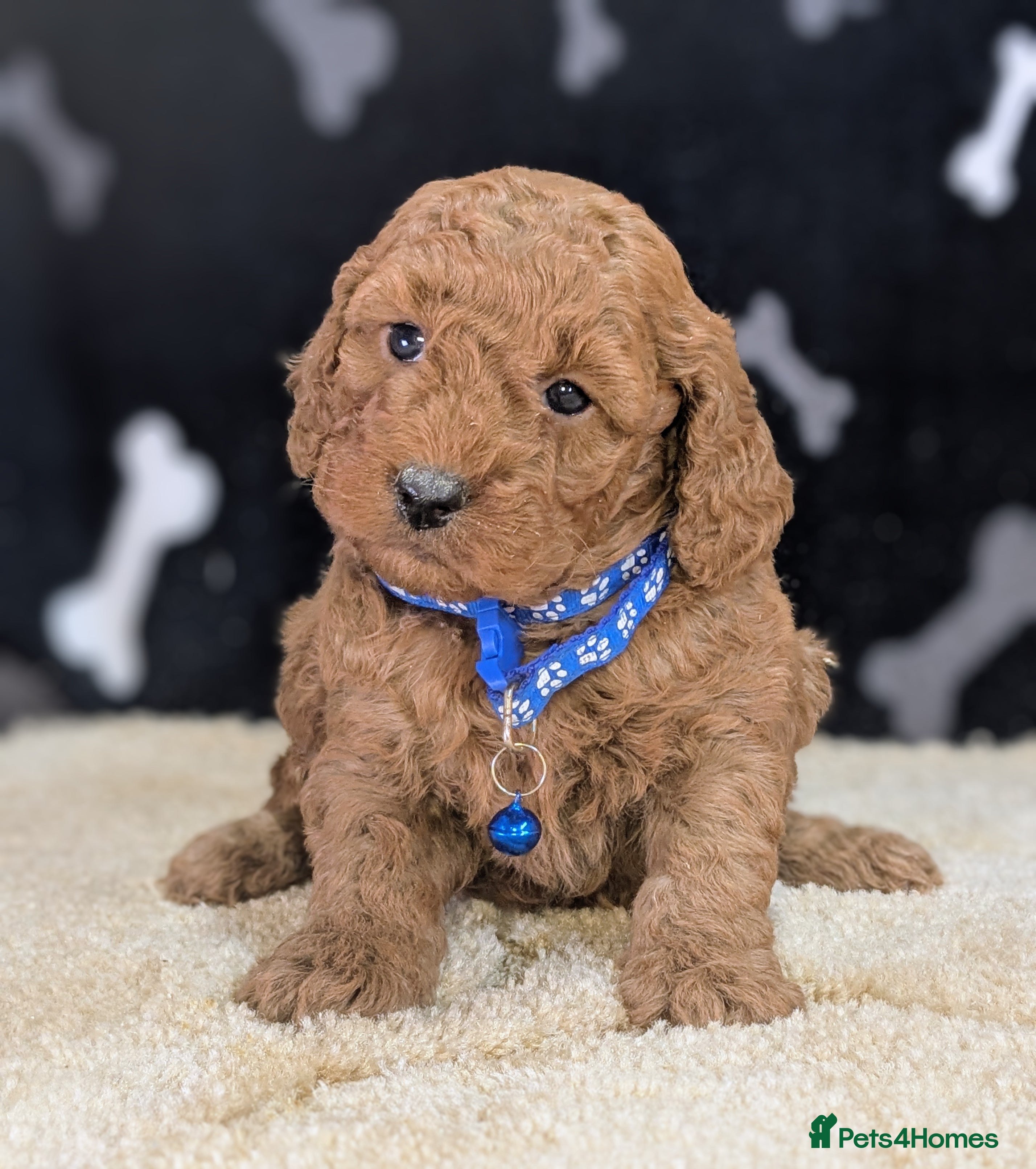 Cockapoo dogs 🐾 Stunning F1b Cockapoo Puppies. - Advert 11