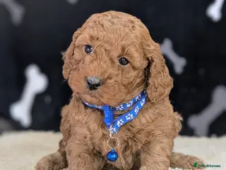 Cockapoo dogs 🐾 Stunning F1b Cockapoo Puppies. - Advert 11