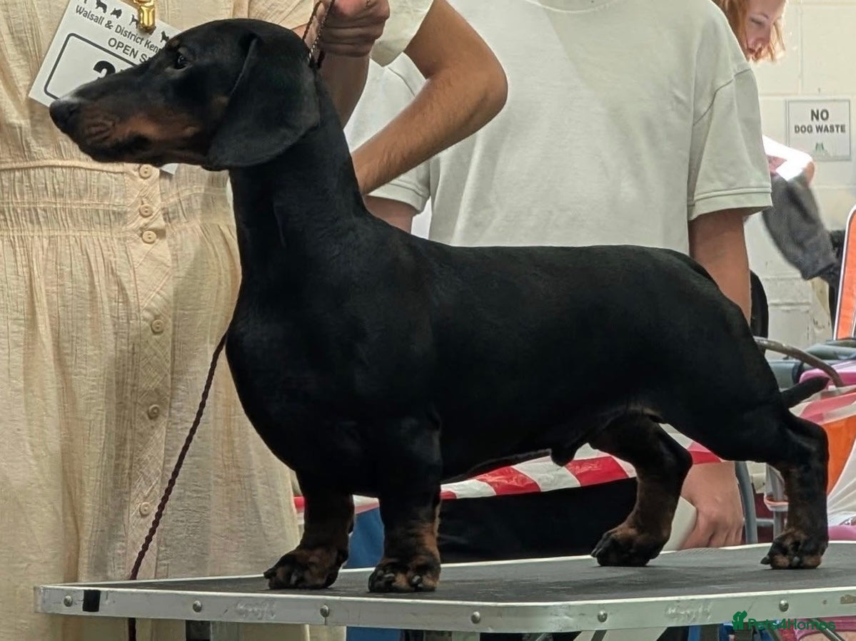 Dachshund dogs KC Reg. Crufts Qual. Standard Dachshund at Stud - Advert 4