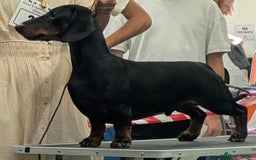 Dachshund dogs for stud: KC Reg. Crufts Qual. Standard Dachshund at Stud - Image 2
