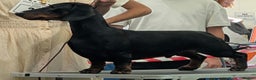 Dachshund dogs for stud: KC Reg. Crufts Qual. Standard Dachshund at Stud - Advert 1
