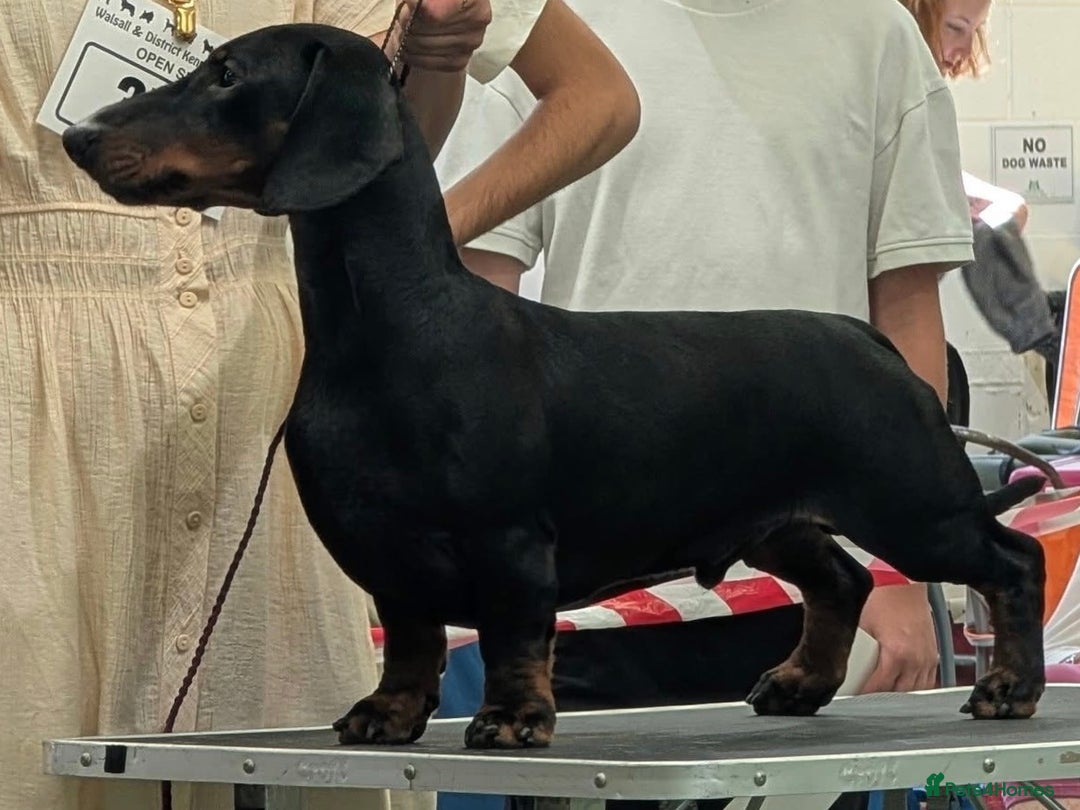 Dachshund dogs for stud: KC Reg. Crufts Qual. Standard Dachshund at Stud - Image 2