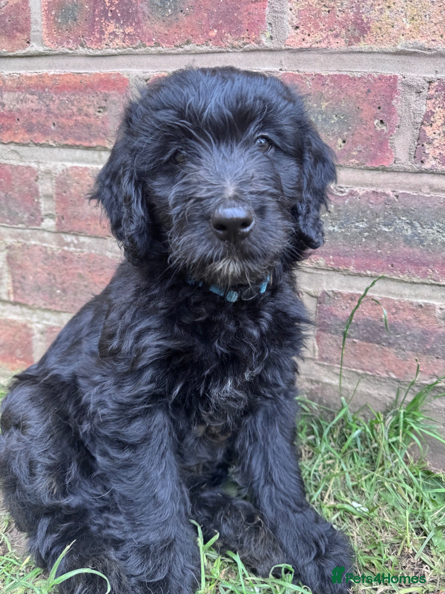 Mini Goldendoodle dogs F1 Miniature Goldendoodles  *READY NOW* - Advert 1