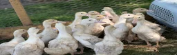 Ducks poultry for sale: White Campbell/Cherry Vally/Aylsburys  in Spalding - Advert 6