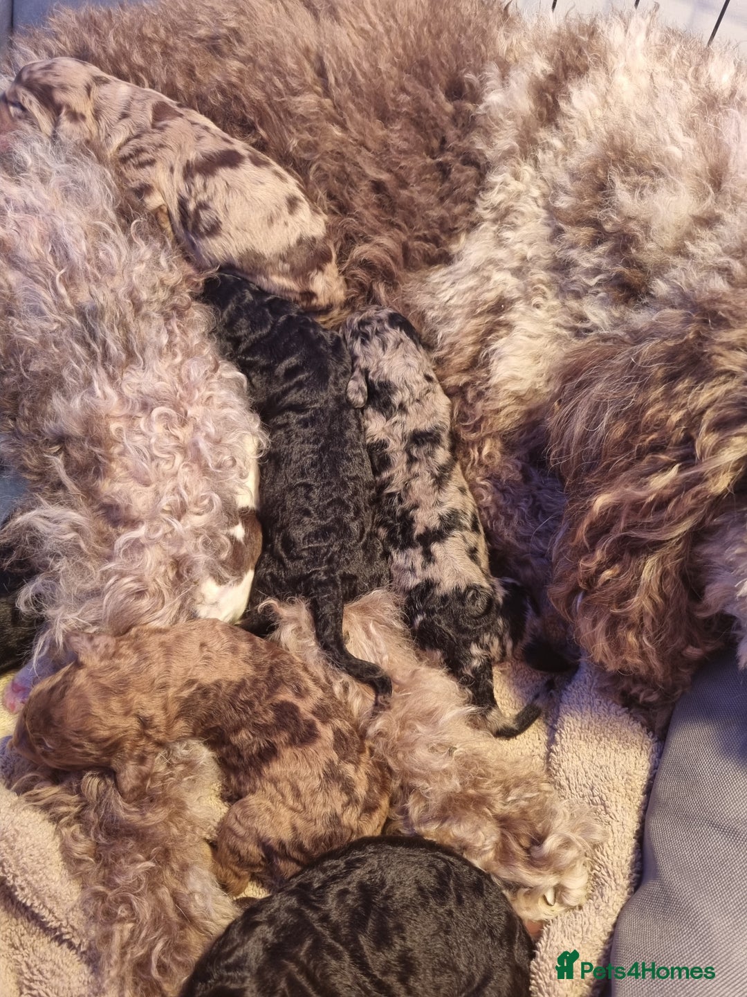 Mixed Breed dogs for sale: Merle Goldendoodle x Irish doodle - Advert 14