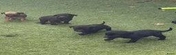 Mixed Breed dogs for sale: Bedlington whippet in Bradford - Advert 9