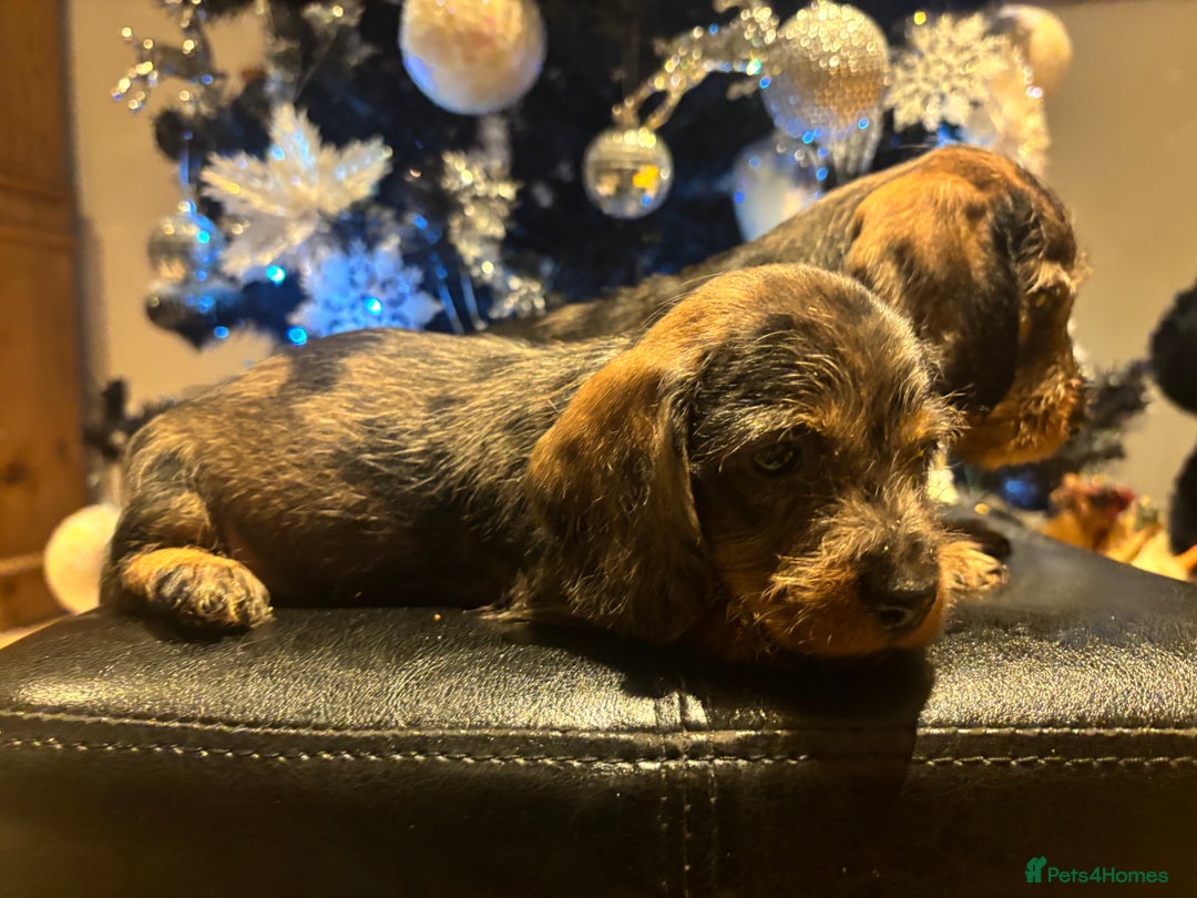 Miniature Dachshund dogs for sale: Wire Haired Dachshunds  - Advert 13