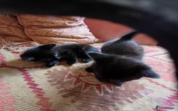 European cats for sale: 4 Adorable Kittens😻 Ready for Loving homes - Image 10