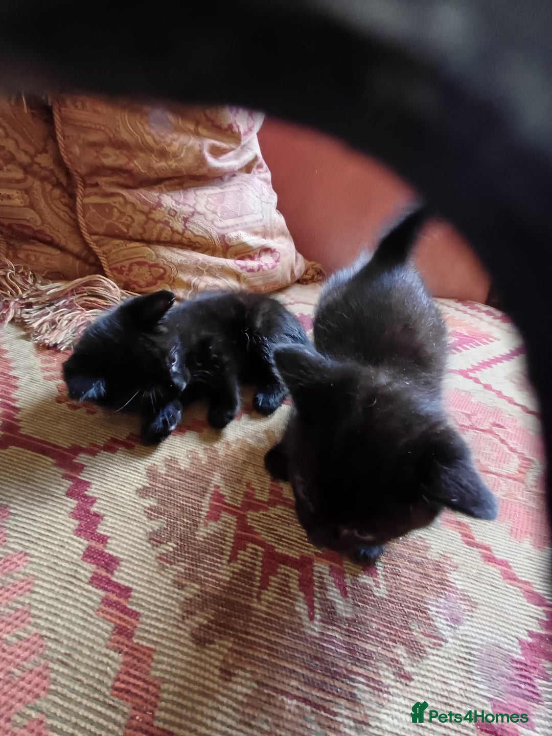 European cats for sale: 4 Adorable Kittens😻 Ready for Loving homes - Image 10