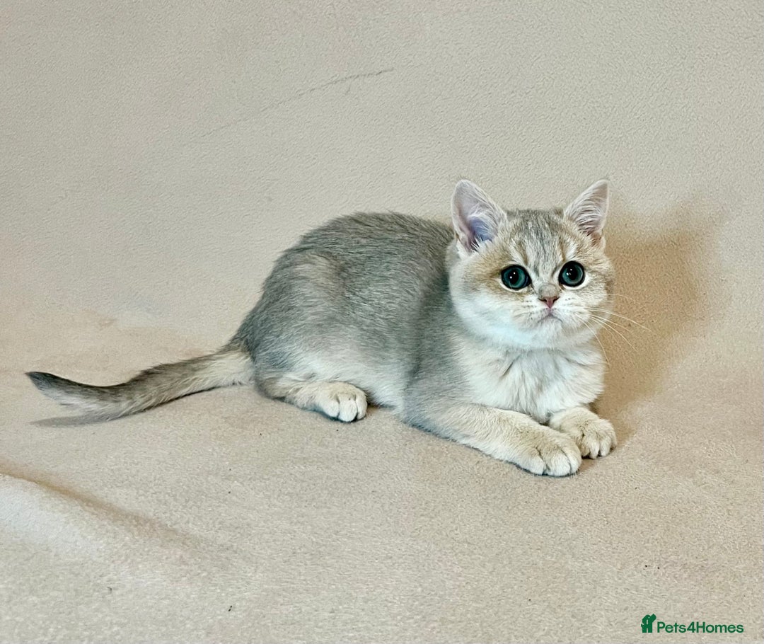 British Shorthair cats for sale: 🐾 Pure BSH Kittens 🐾  - Advert 19
