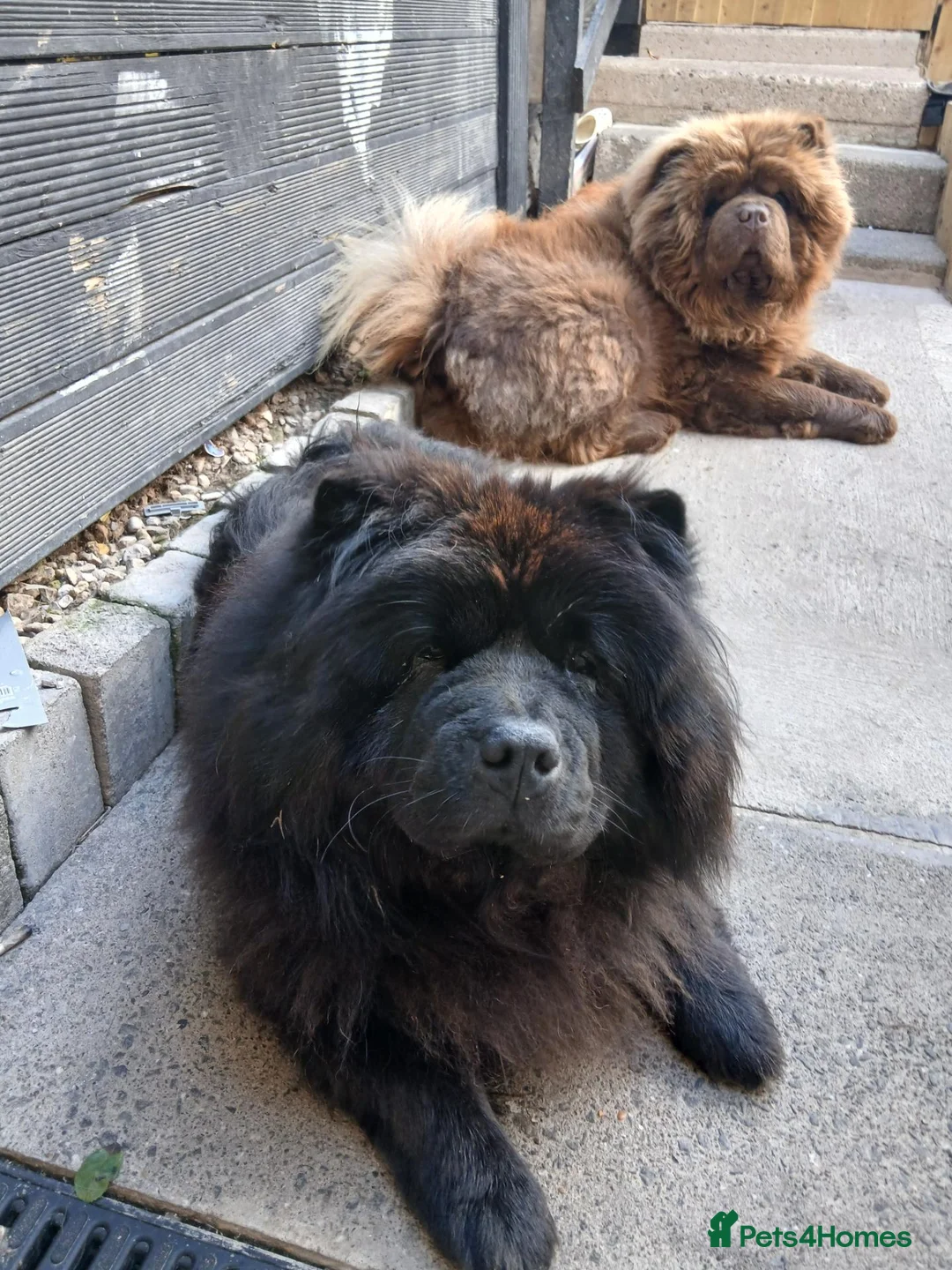 Chow Chow dogs for sale: 🥰 stunning litter due to leave 7th of September  - Advert 2