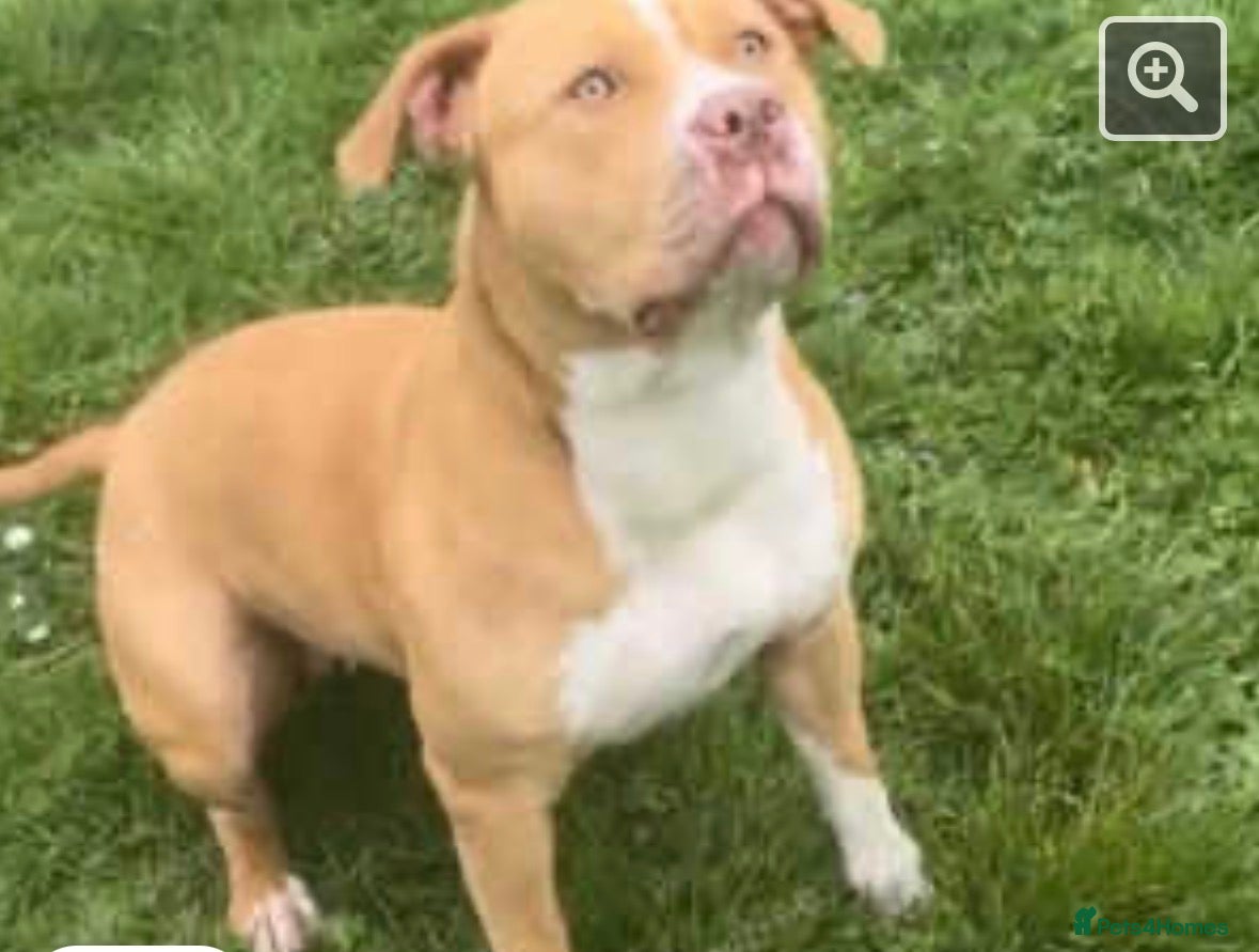 American Bull Staffy dogs American bull dog - Advert 1