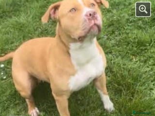 American Bull Staffy dogs American bull dog - Advert 1