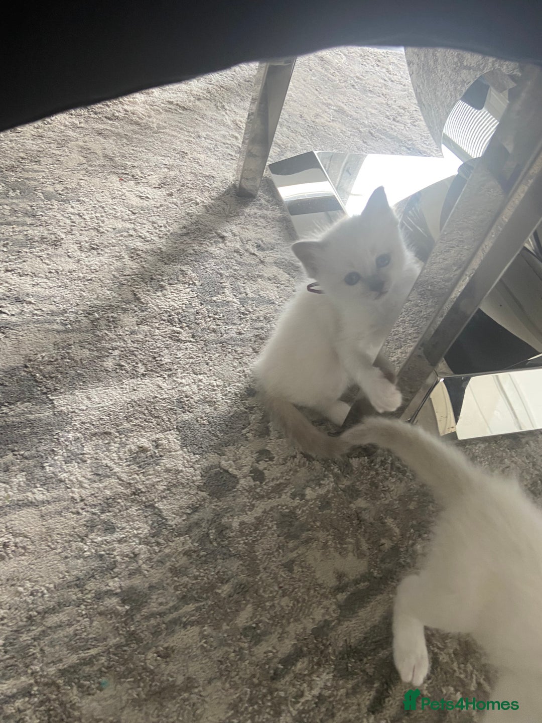 Birman cats for sale: BIRMAN KITTENS  - Image 5
