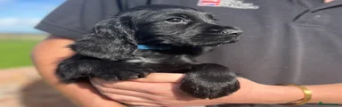 Cocker Spaniel Blue