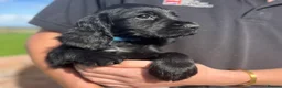 Cocker Spaniel dogs for sale: KC Registered Working Cocker Spaniel Puppies - Advert 10