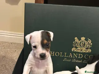 Parson Russell dogs Last little girl to find her forever home - Advert 6