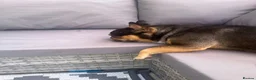 French Bulldog dogs for sale: Adorable lovable little frenchie - Advert 2