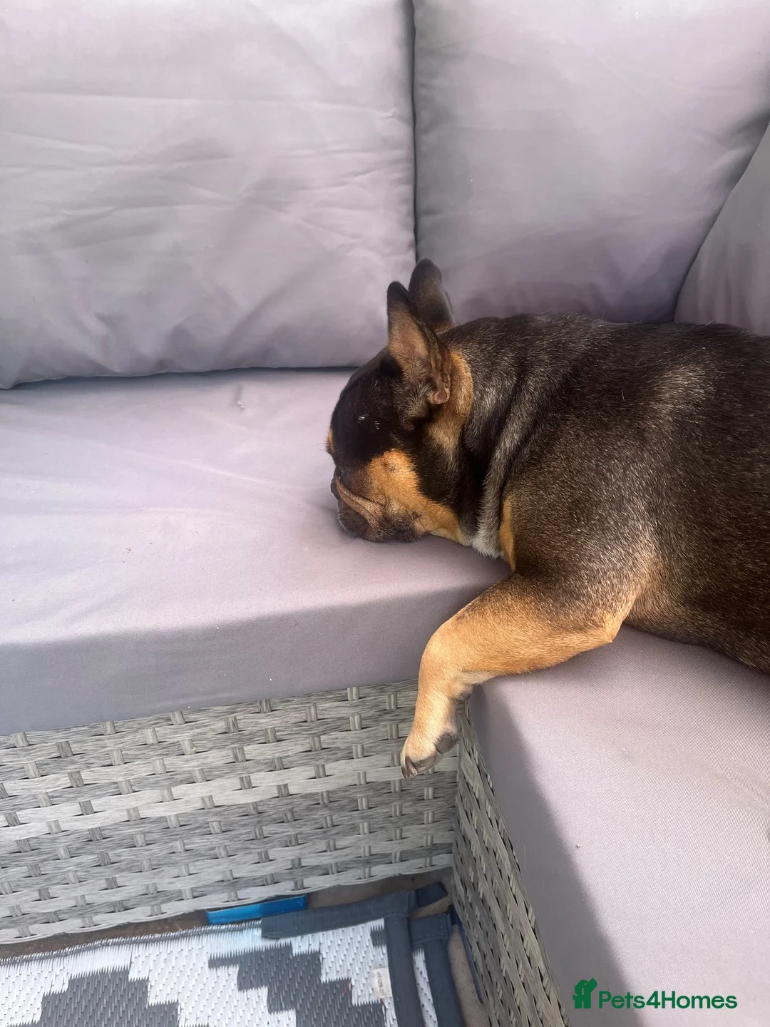 French Bulldog dogs for sale: Adorable lovable little frenchie - Advert 2