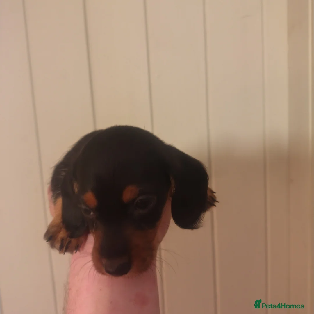 Doxiepoo dogs for sale: Doxipoo  - Advert 2