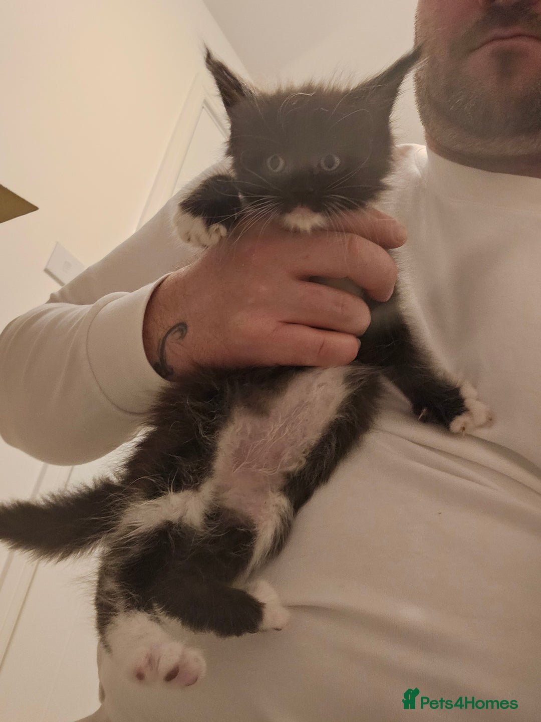 Maine Coon cats for sale: Giants TICA and GCCF Maine Coon registered  - Advert 9