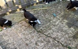 Border Collie dogs for sale: Border Collie puppies  - Image 18