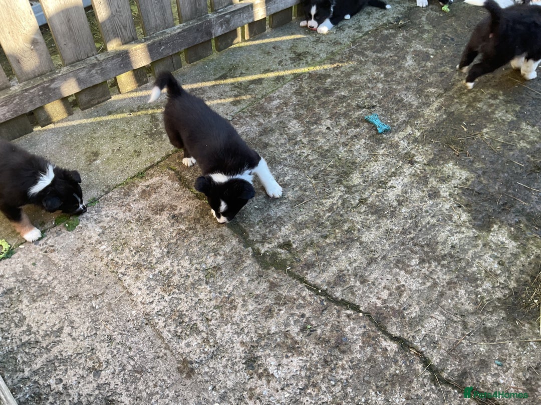 Border Collie dogs for sale: Border Collie puppies  - Image 18