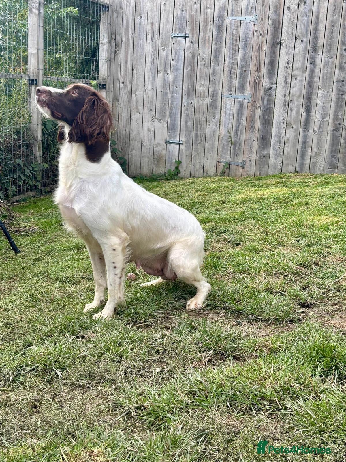 Springador dogs F1 Springador Puppies - Advert 2