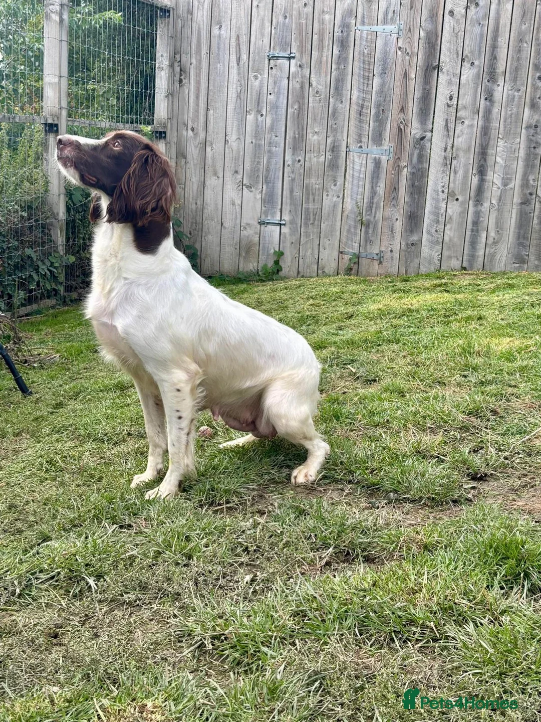 Springador dogs for sale: F1 Springador Puppies - Advert 2