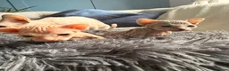 Sphynx cats for sale: Two female Canadian Sphynx kittens - Advert 8