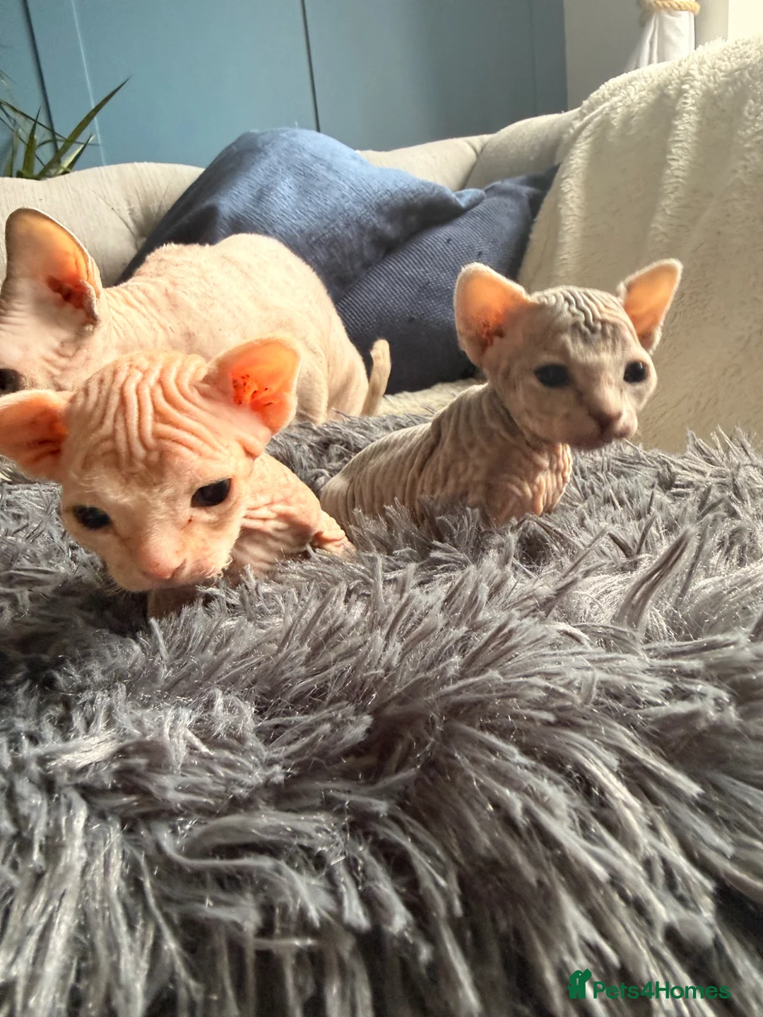 Sphynx cats for sale: Two female Canadian Sphynx kittens - Advert 8