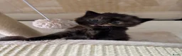 Mixed Breed cats for sale: Stunning kittens from a Maine Coon cross mum - Advert 5