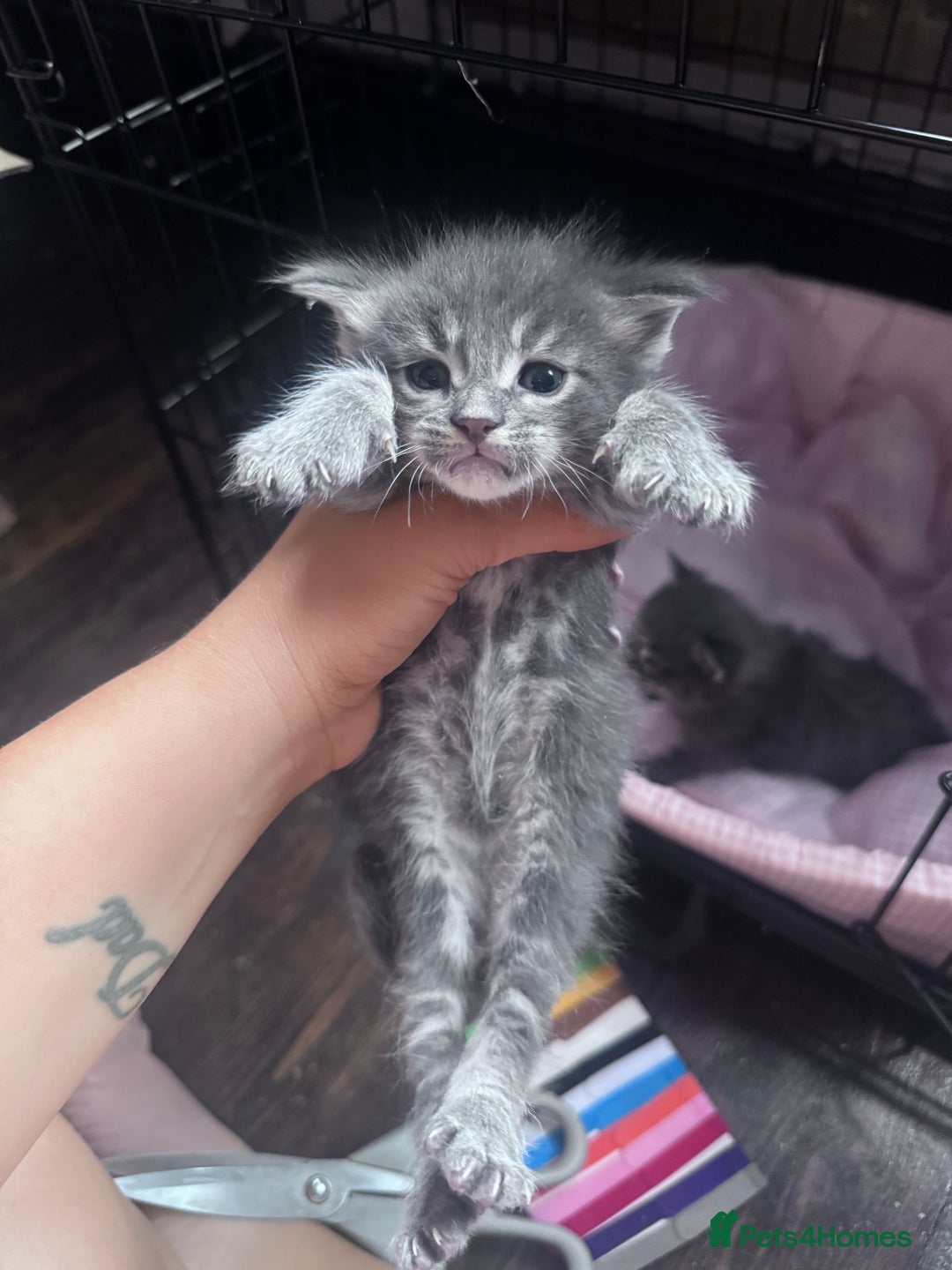 Maine Coon cats for sale: READY NOW Maine coon kittens  - Image 7