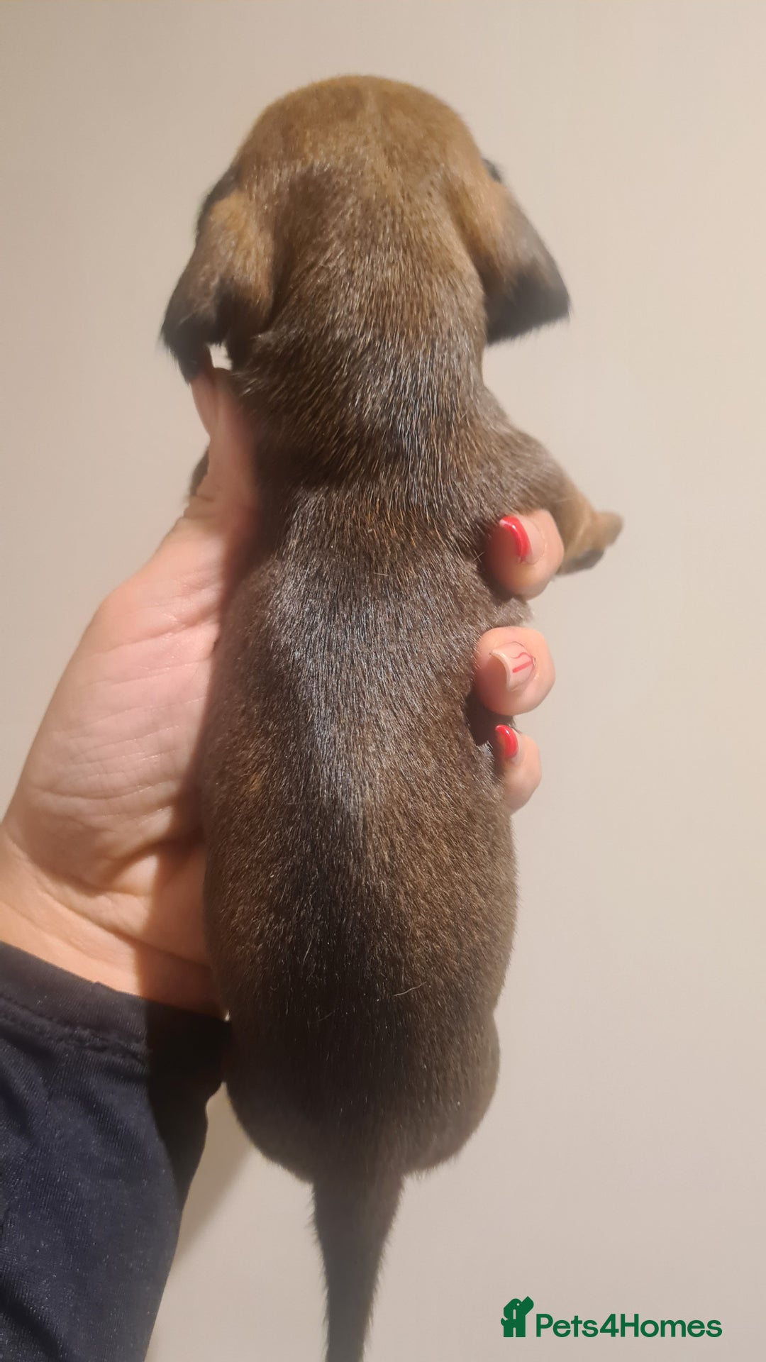 Miniature Dachshund dogs for sale: Beautiful bundle of boy mini daxies  - Advert 14