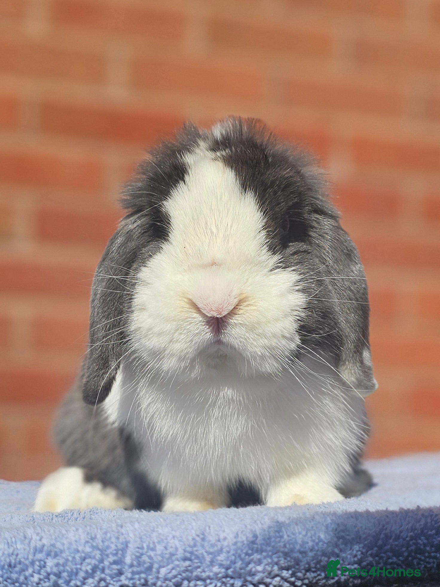 Mini Lop rabbits Mini Lop Buck  - Advert 1