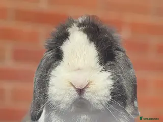 Mini Lop rabbits Mini Lop Buck - Advert 1