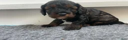 Cockapoo dogs for sale: Stunning American cockapoos in Wisbech - Advert 25