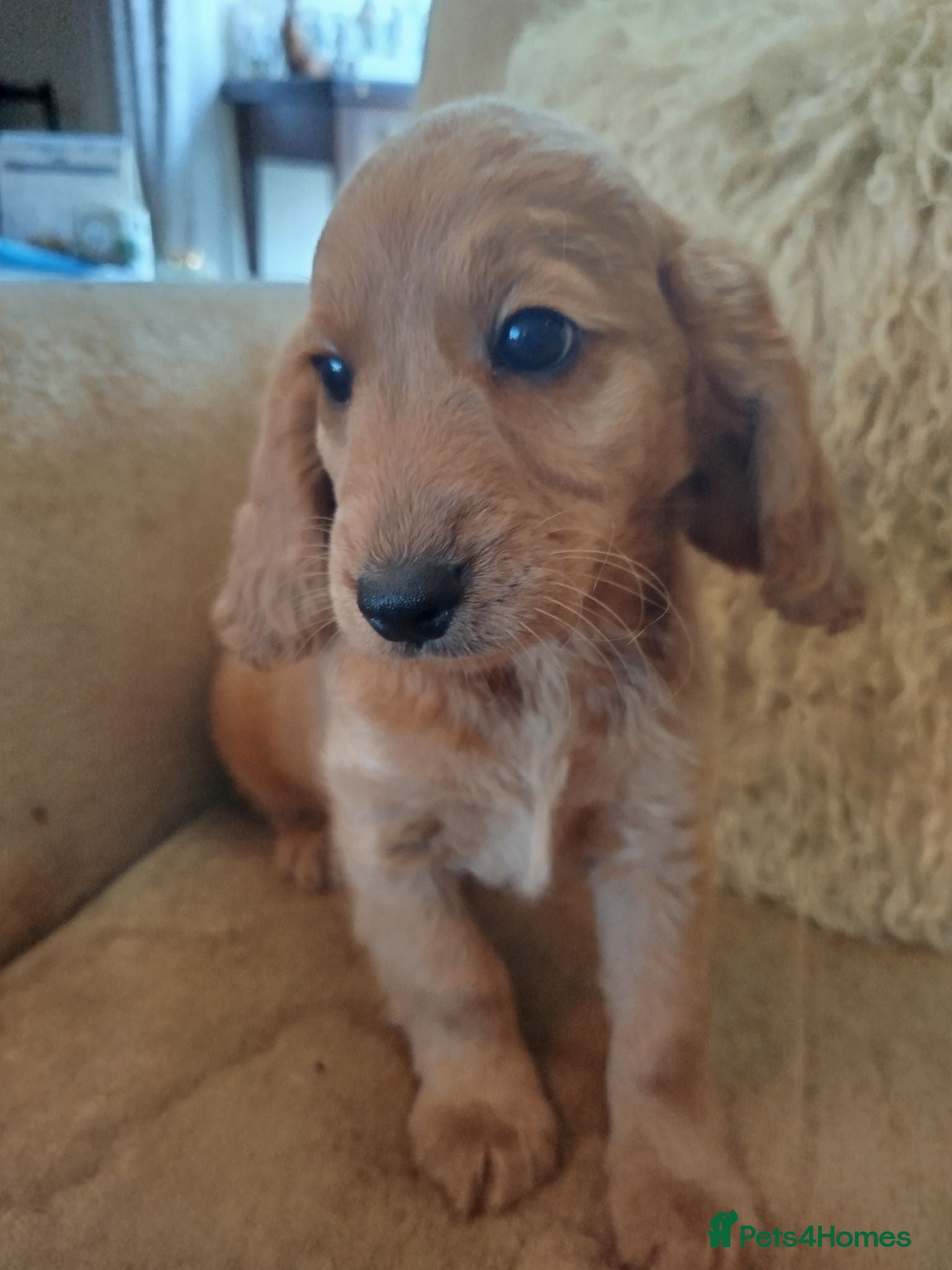 Cockapoo dogs  Cockerpoo f2 Ready to leave. - Advert 2