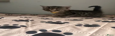 Yellow collar 