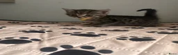 Mixed Breed cats for sale: 5 kittens looking for forever homes  - Advert 5