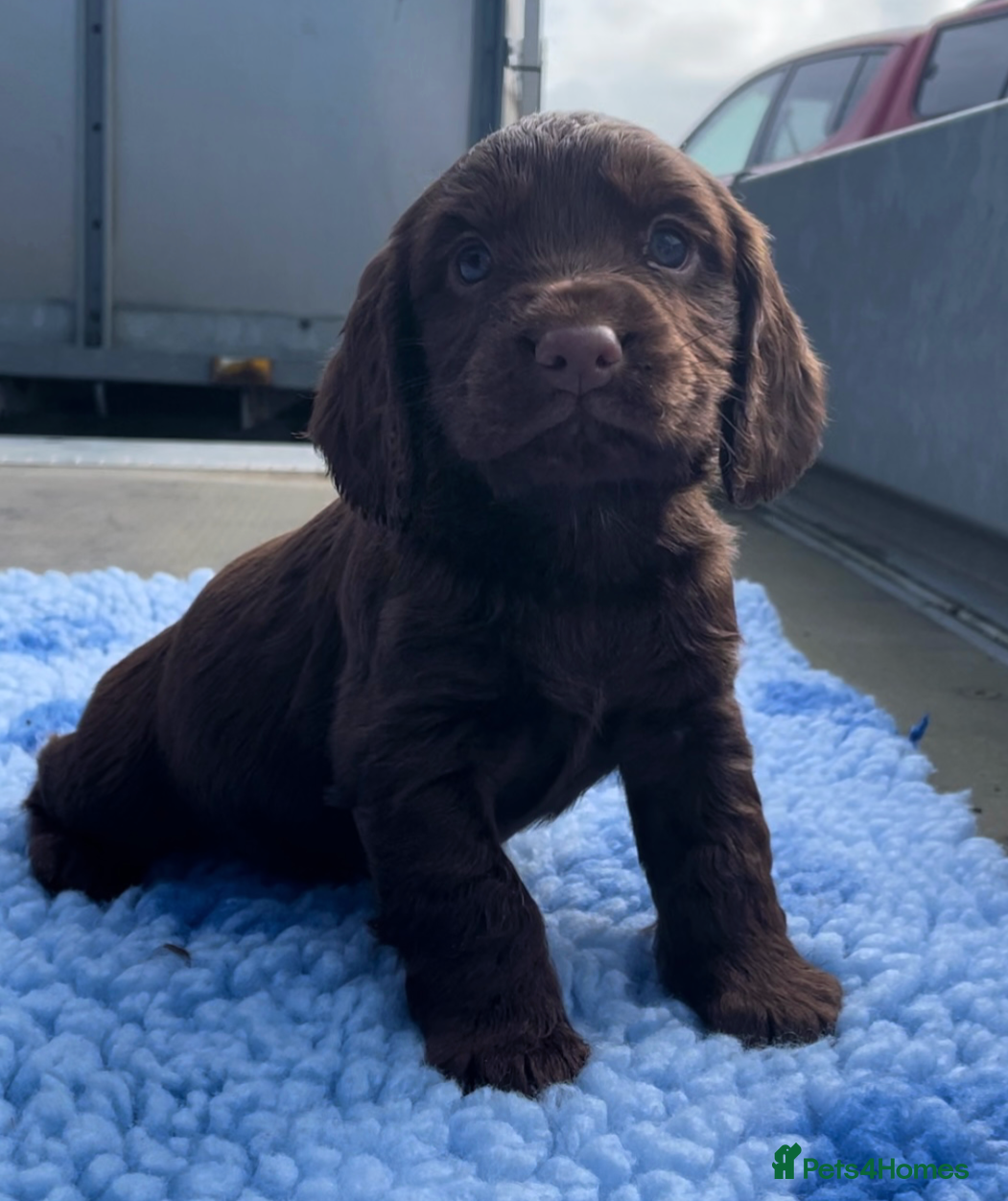 Cocker Spaniel dogs Legally docked. KC Reg. 4 Cocker spaniels.  - Advert 9