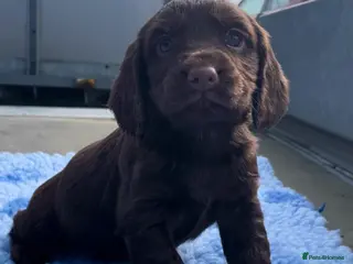 Cocker Spaniel dogs Legally docked. KC Reg. 4 Cocker spaniels. - Advert 9