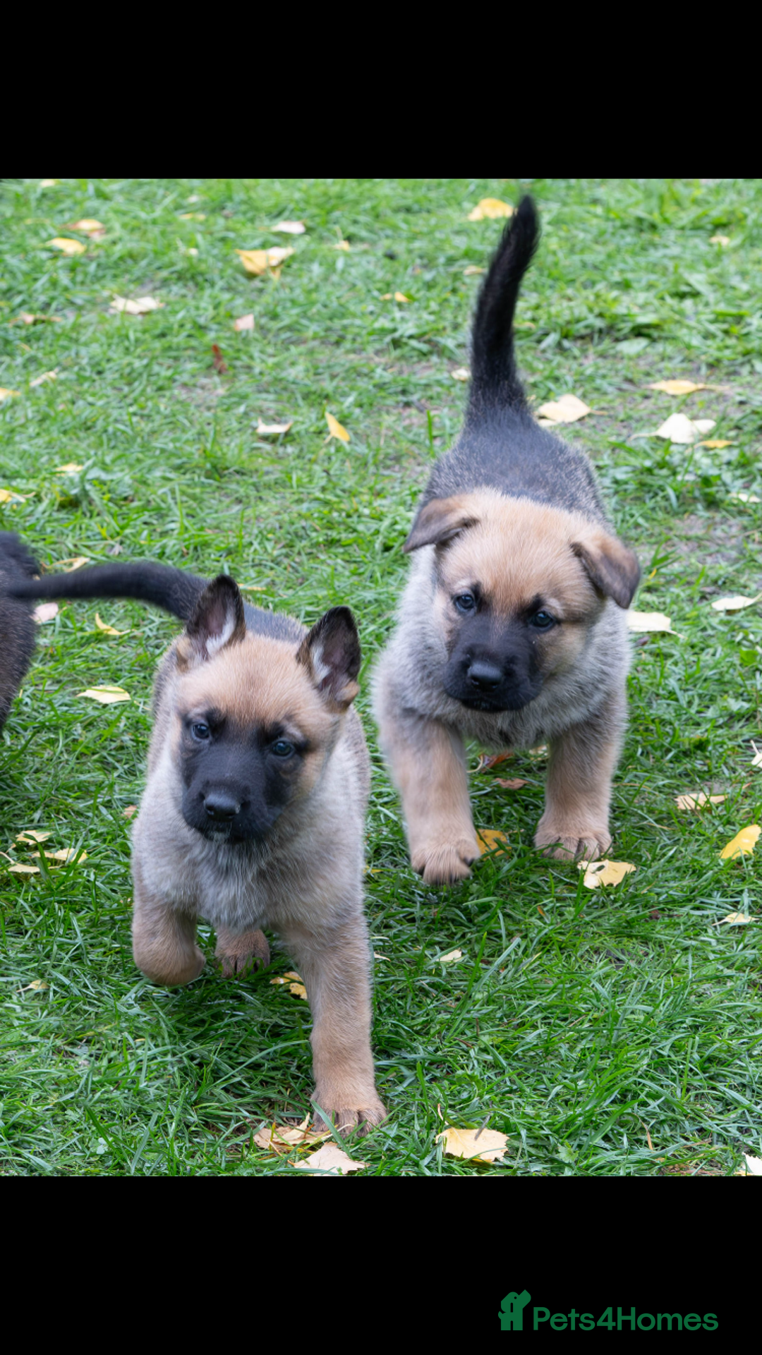 German Shepherd dogs for sale: German Shepherd puppy family guard dogs - Image 14