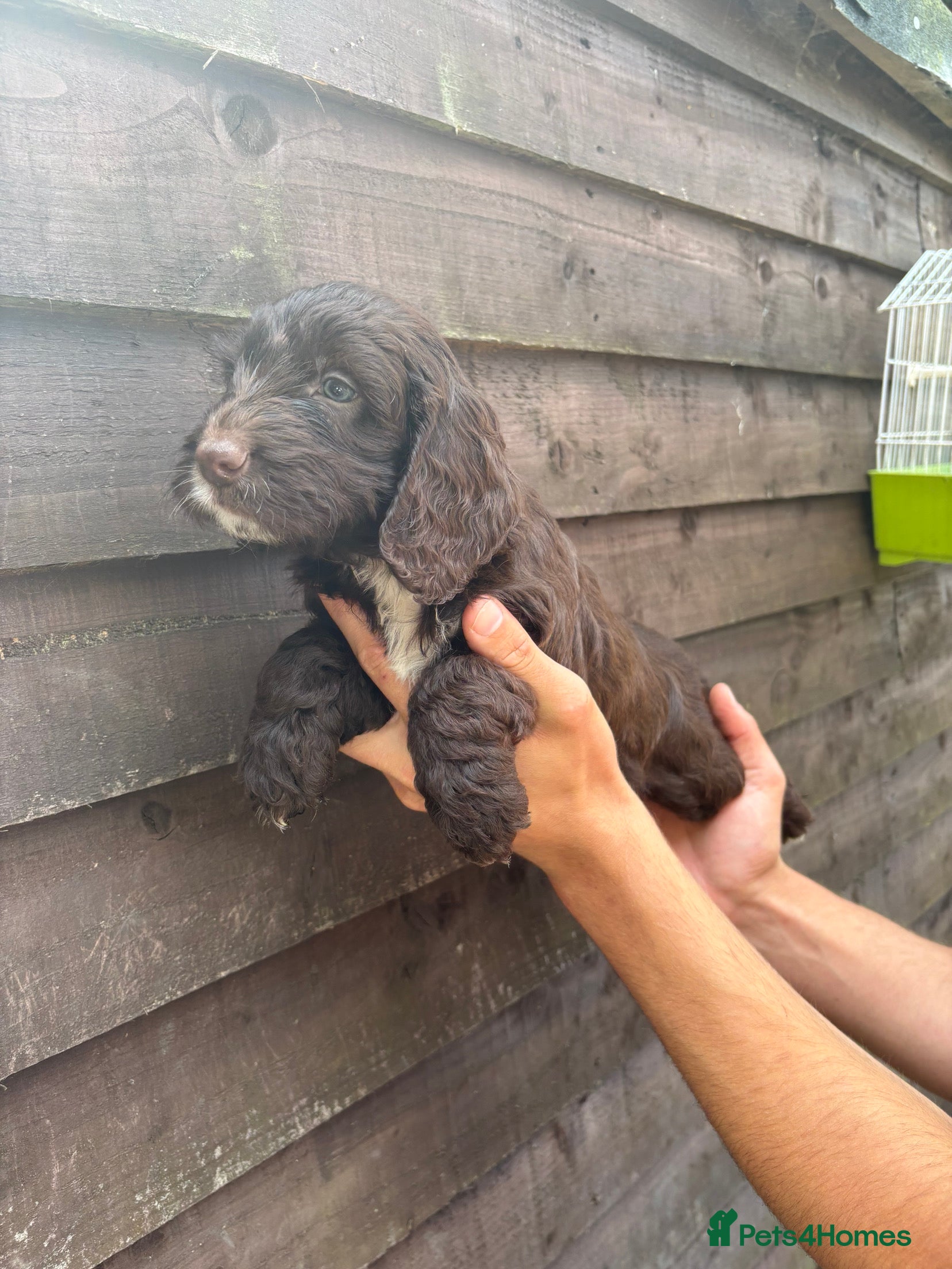 Cockapoo dogs ⭐️ cockapoo puppies⭐️ last boy available!🏡 - Advert 2